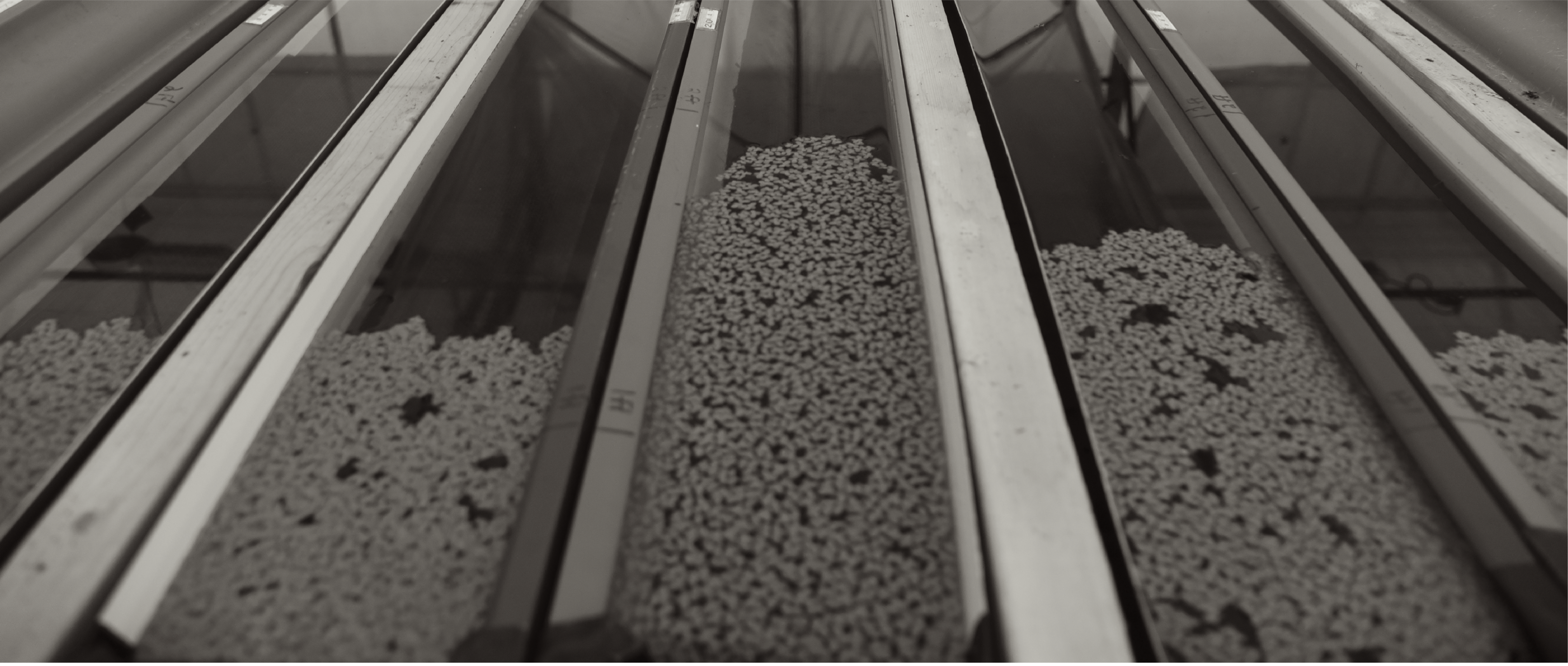 Duckweed experimental system
