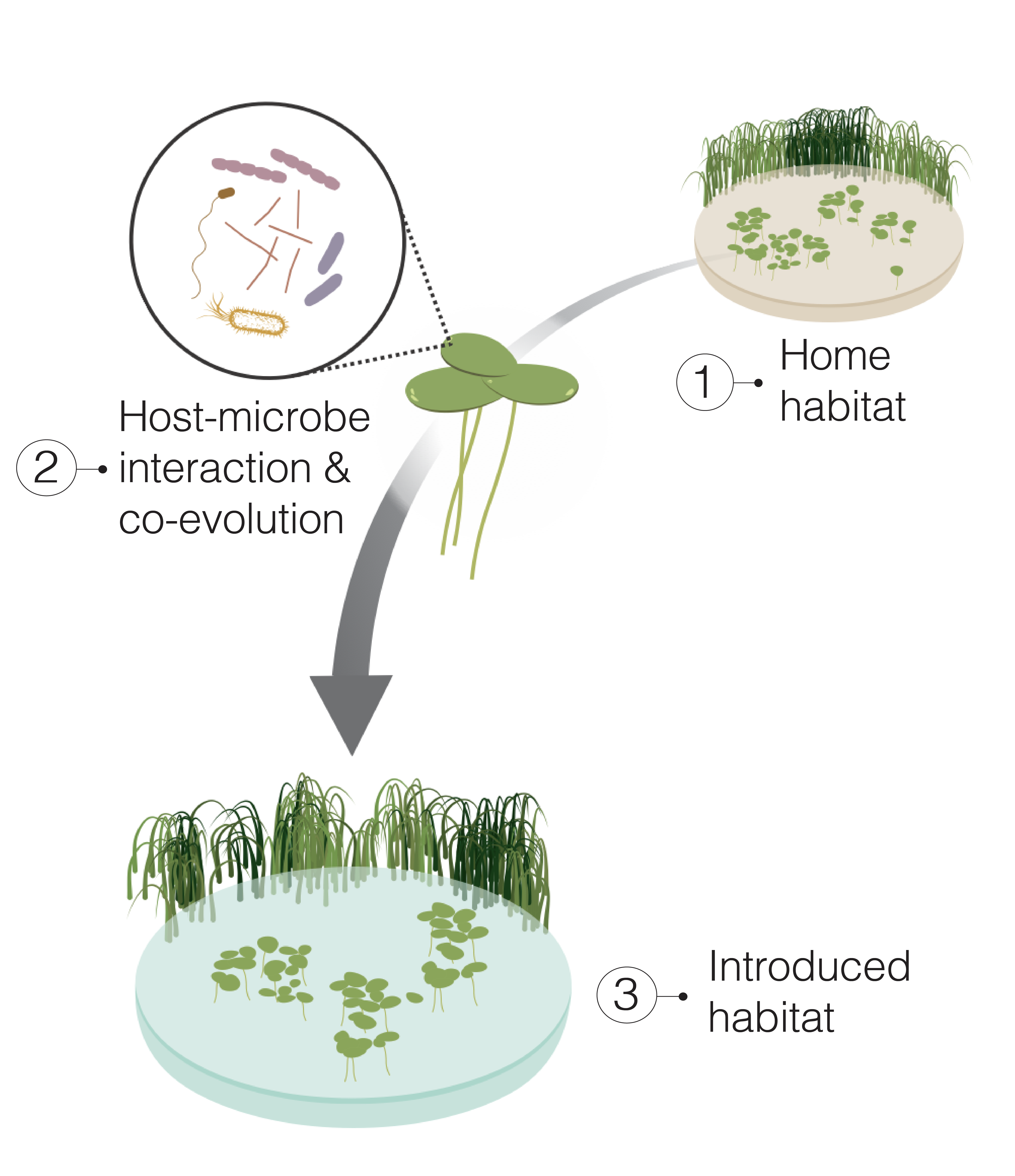 Host-microbe interactions